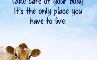 stonyfield yogurt