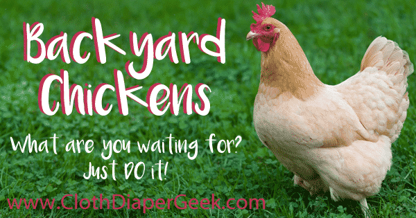 backyard chickens